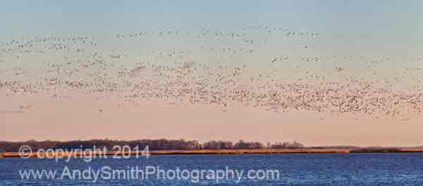 Snow Geese over the Marsh at Bombay Hook